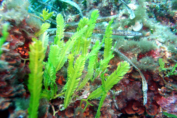 Caulerpa taxifolia  
